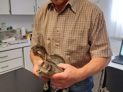 Dr. Grajcarek behandelt eine Katze in seiner Praxis in Bautzen